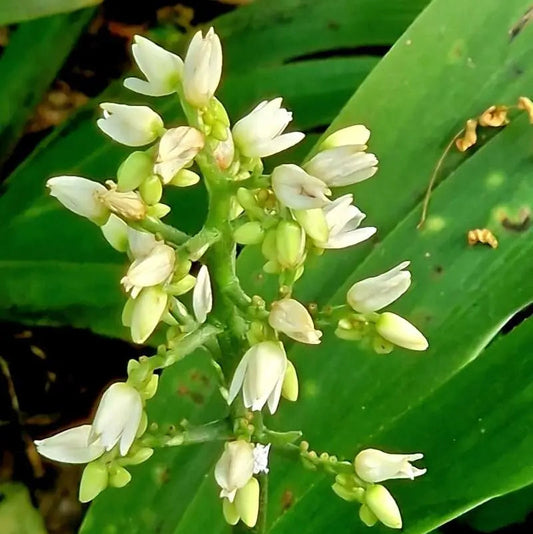 Xiphidium caeruleum Flowering Live Plant