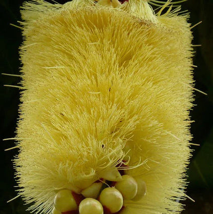 Barringtonia edulis Rare Flowering Live Plant