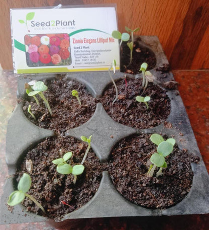 Zinnia Elegans Lilliput Mix Seeds